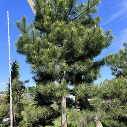 Топиарий конус Сосна 3708-09