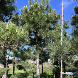 Топиарий конус Сосна 3710-13