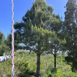 Топиарий конус Сосна 3772-73