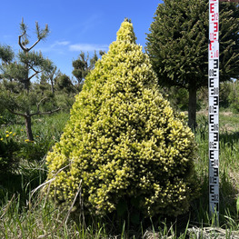 Топиарий конус Ель 3905-06