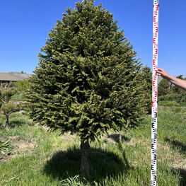 Топиарий конус Ель 3903-04