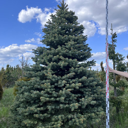 Топиарий конус Ель 3212-11