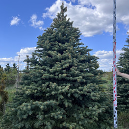 Топиарий конус Ель 3228-29