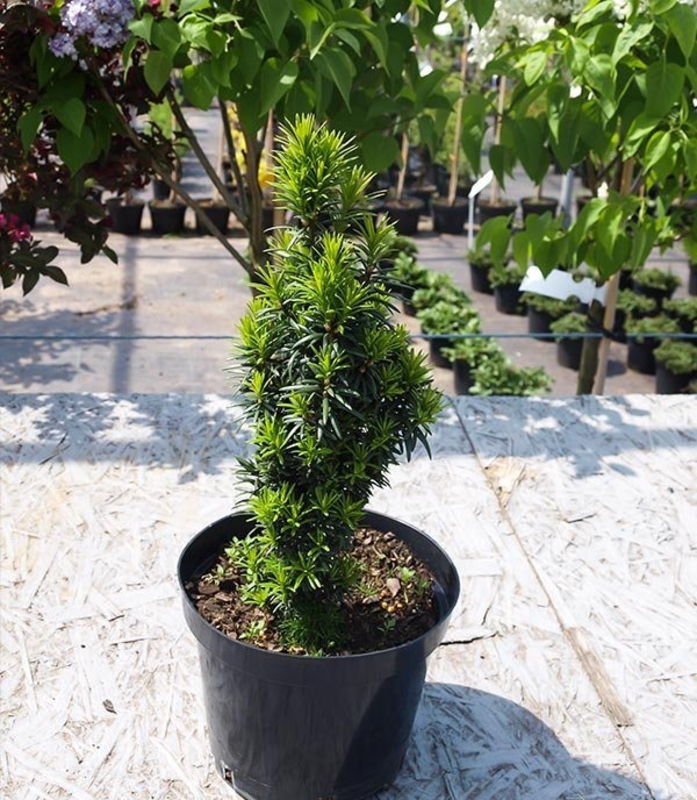 Тис средний Войтек (Wojtek)