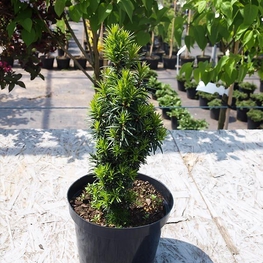 Тис средний Войтек (Wojtek)