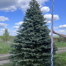 Топиарий конус Ель 3230-31