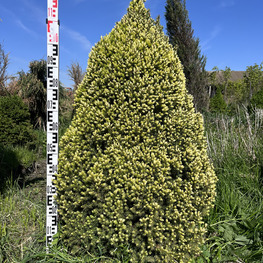 Топиарий конус Ель 3268-69