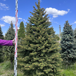 Топиарий конус Ель 3454-55