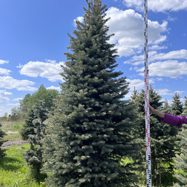 Топиарий конус Ель 3502-03