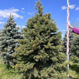 Топиарий конус Ель 3510-11