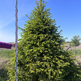 Топиарий конус Ель 3635-36