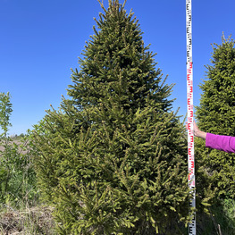 Топиарий конус Ель 3637-40