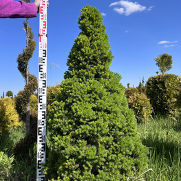 Топиарий конус Ель 3655-56