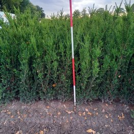 Тис средний Хилли (Hillii)