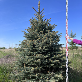 Топиарий конус Ель 3671-72