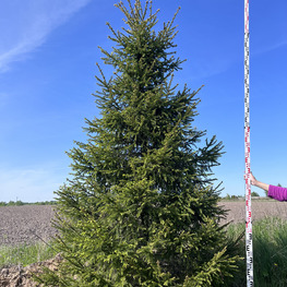 Топиарий конус Ель 3686-87