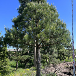 Топиарий конус Сосна 3697-98