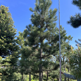 Топиарий конус Сосна 3706-07