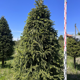 Топиарий конус Ель 3747-47