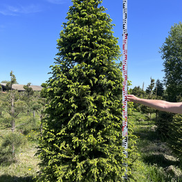 Топиарий конус Ель 3788-89