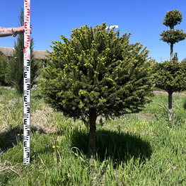 Топиарий шар Ель обыкновенная 3913-14