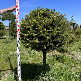 Топиарий шар Ель обыкновенная 3823-24