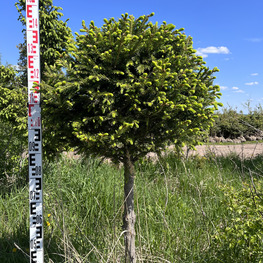 Топиарий шар Ель обыкновенная 3569-70