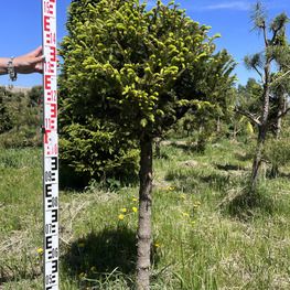 Топиарий шар Ель обыкновенная 3870-71