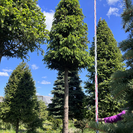 Топиарий конус Ель 3364-65