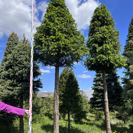 Топиарий конус Ель 3362-63