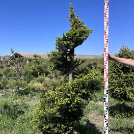 Топиарий спираль Ель обыкновенная 3895-96