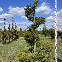 Топиарий спираль Ель обыкновенная 3145-46