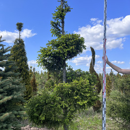 Топиарий спираль Ель обыкновенная 3181-82