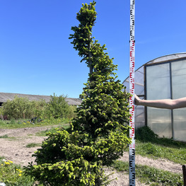 Топиарий спираль Ель обыкновенная 3276-77