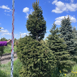 Топиарий спираль Ель обыкновенная 3356-57