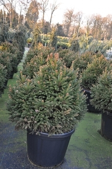 Ель обыкновенная Пигмеа (Pygmaea)