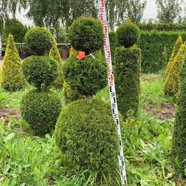 Туя западная Смарагд (Smaragd) форма Снеговик