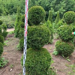 Туя западная Смарагд (Smaragd) форма Снеговик