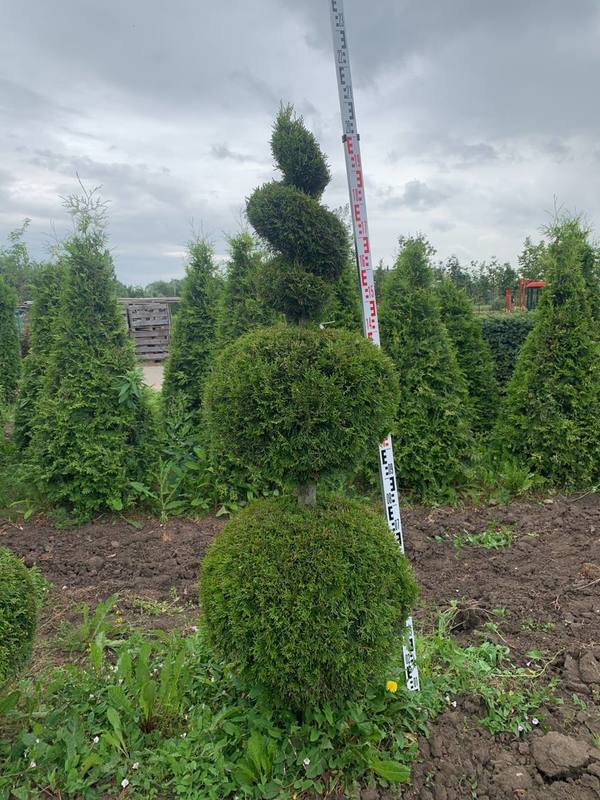 Туя западная Смарагд (Smaragd) форма Снеговик+Спираль