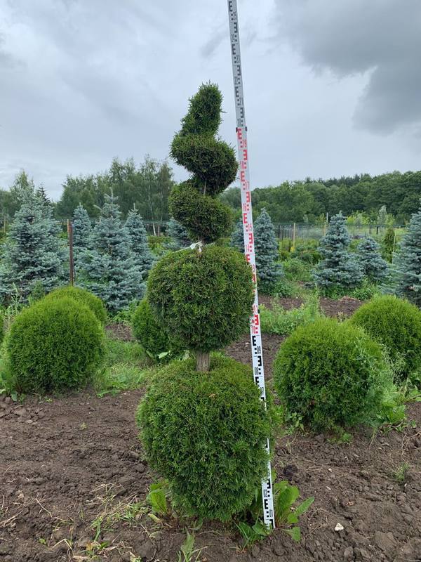 Туя западная Смарагд (Smaragd) форма Снеговик+Спираль