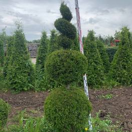 Туя западная Смарагд (Smaragd) форма Снеговик+Спираль