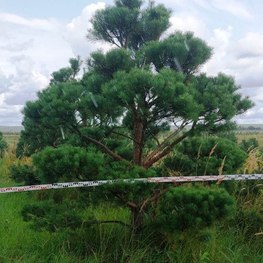 Бонсай Сосна обыкновенная В-300 см, Ш-320 см