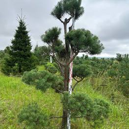 Бонсай Сосна обыкновенная В-270 см, Ш-160 см