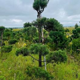 Бонсай Сосна обыкновенная В-270 см, Ш-160 см