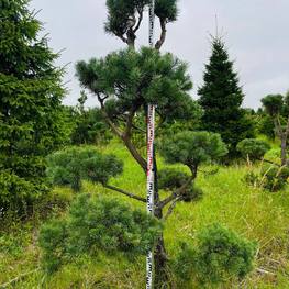 Бонсай Сосна обыкновенная В-270 см, Ш-160 см