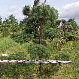 Бонсай Сосна обыкновенная В-270 см, Ш-160 см