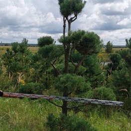 Бонсай Сосна обыкновенная В-270 см, Ш-160 см