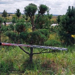 Бонсай Сосна обыкновенная В-200 см, Ш-180 см