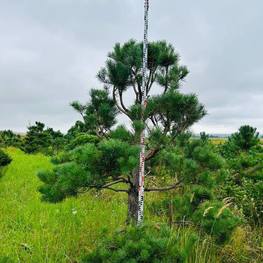 Бонсай Сосна обыкновенная В-270 см, Ш-230 см
