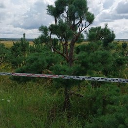 Бонсай Сосна обыкновенная В-270 см, Ш-230 см